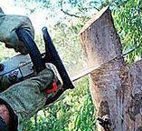 Best Tree Cabling and Bracing  in Atmore, AL