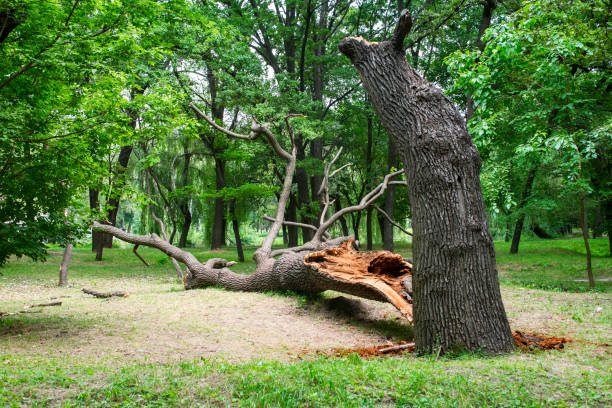 How Our Tree Care Process Works  in  Atmore, AL