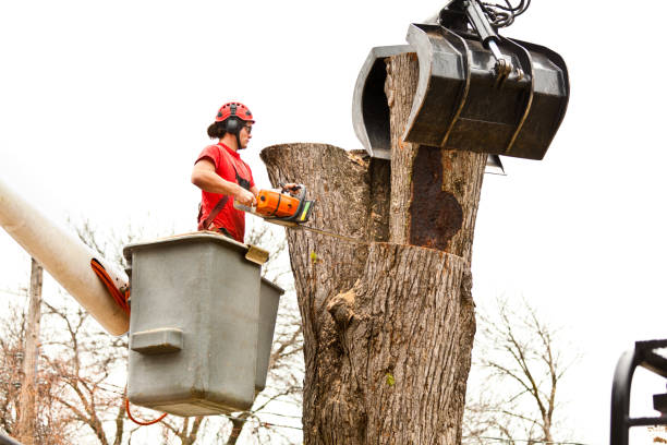 Best Palm Tree Trimming  in Atmore, AL