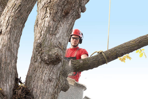 Best Firewood Processing and Delivery  in Atmore, AL